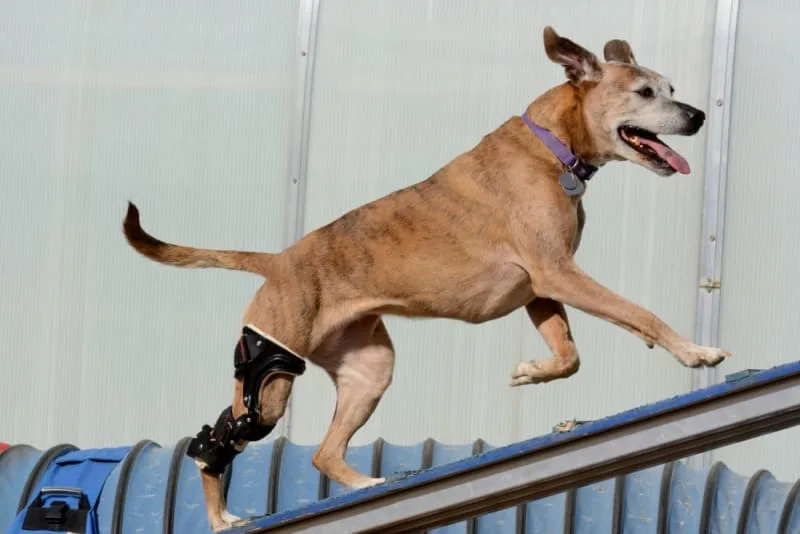 ACL in Dogs - What is it & How is it Treated?