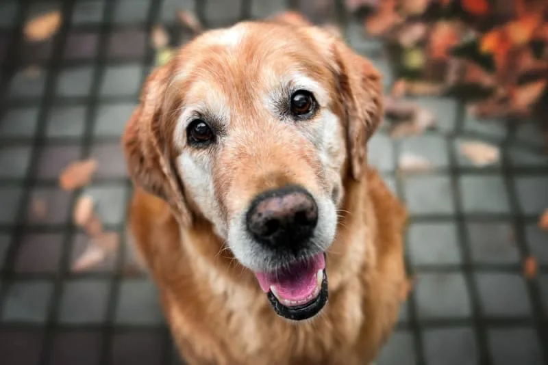 When is a dog considered a senior?