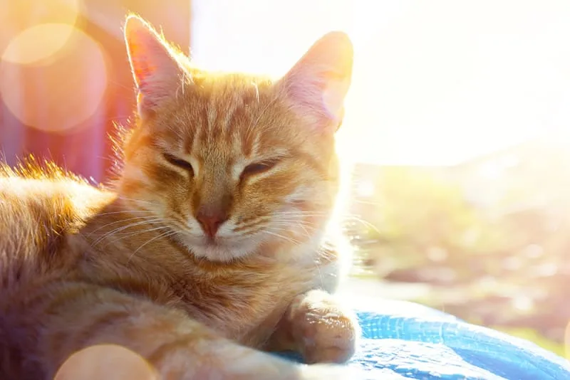Heatstroke in Cats - Prevention, Signs & Treatment