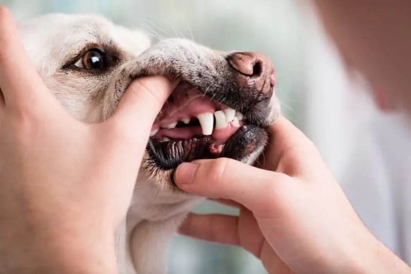 Cavities in Dogs