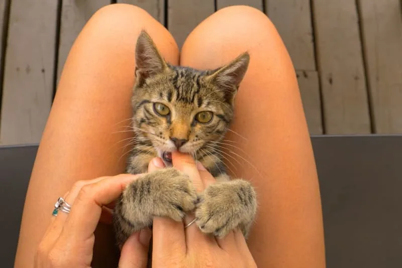Kitten Teething: What You Need to Know