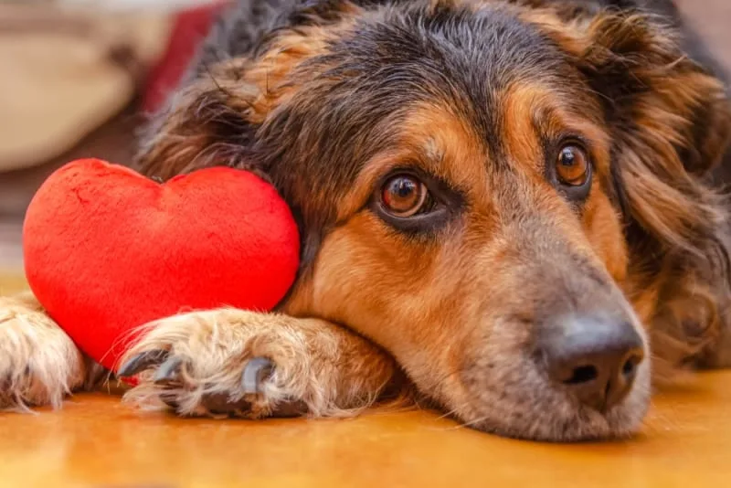 Common Signs of Heart Disease in Dogs