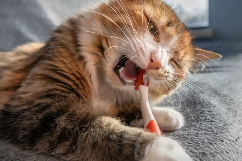 Gingivitis in Cats: Signs, Causes & Treatment