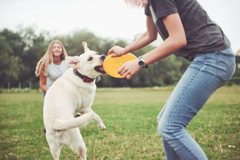 Why Playtime Is Vital for Dogs