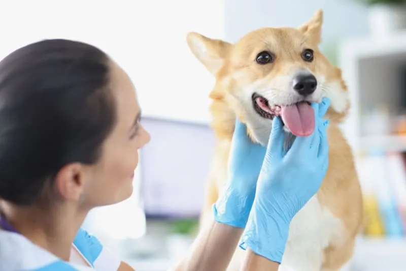 Dog Laryngitis: Symptoms & Treatment