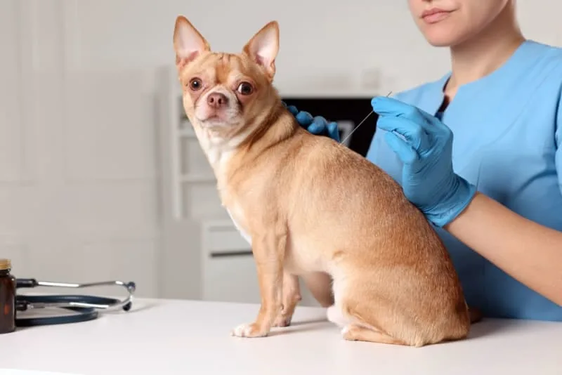 5 Health Benefits of Acupuncture for Dogs