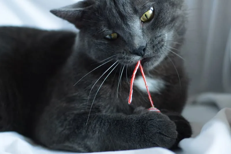 Signs & Symptoms of Gingivitis in Cats