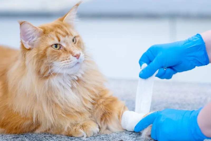 Heavy Bleeding in Cats & Dogs