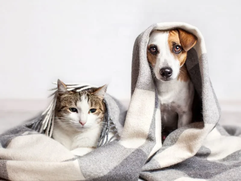 Pet Care Tips & Advice