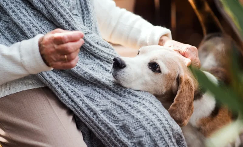 ACL Surgery in Dogs