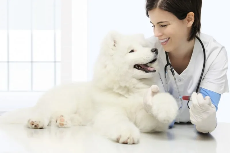 Complete Guide To Puppy Vaccinations