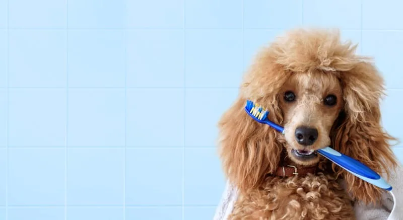 The Importance of Dog Dental Care