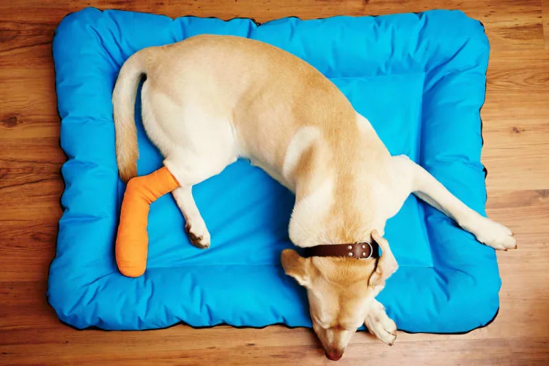 Dog Knee Surgery