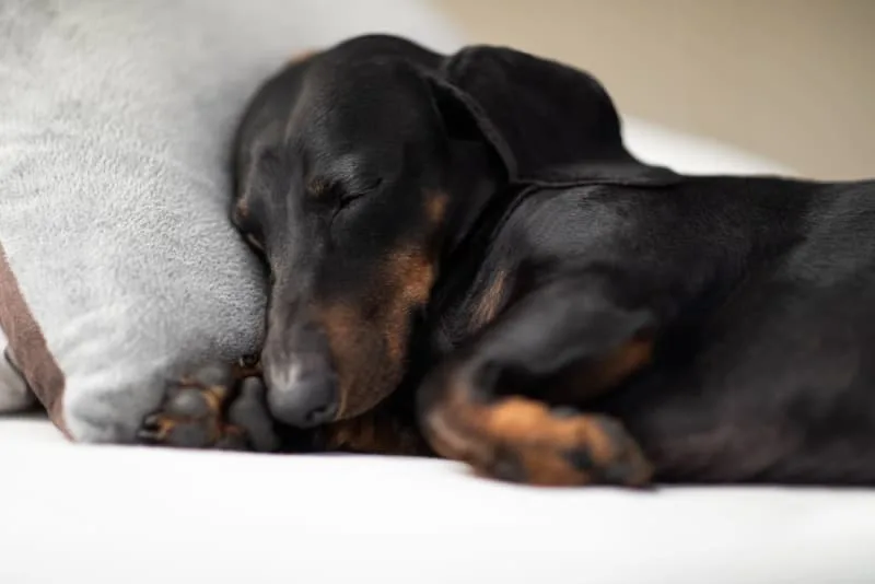 What to Do While Your Dog is Recovering After Surgery