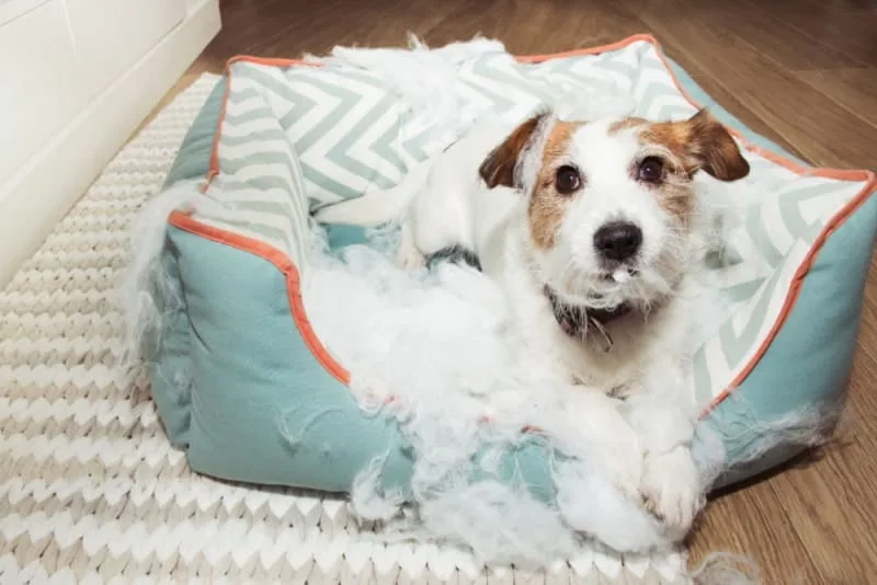 Dog Chewing Problems: Why They Chew & How To Stop Them