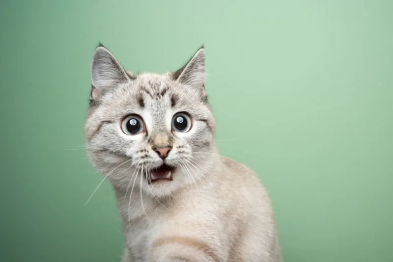 Stomatitis in Cats