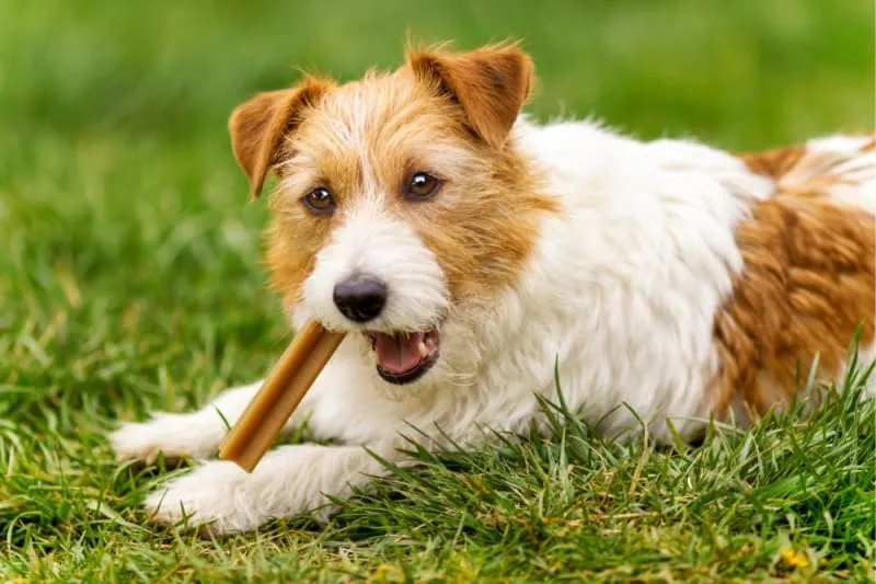 Dog Tooth Extractions: What to Expect