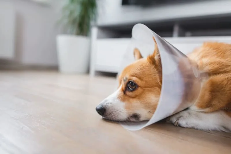 Getting Your Dog Fixed: Spaying or Neutering Your Dog
