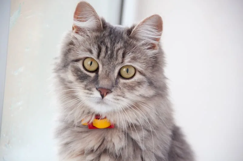 What is the FVRCP cat vaccine?