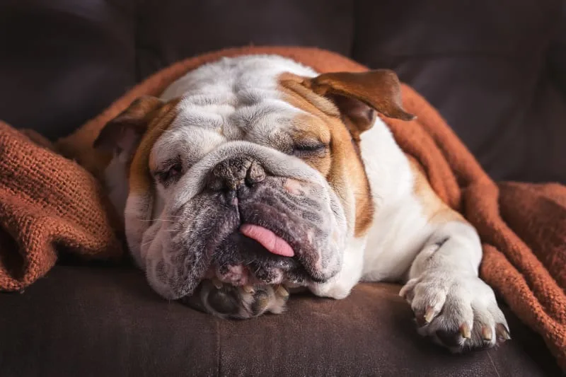 Vomiting in Dogs: Causes, Diagnosis, and Treatment