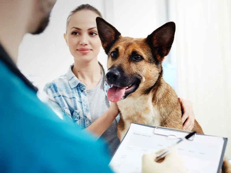 A German Shepherd mix looking alert and happy during a consultation with a veterinarian who is reviewing a medical chart on a clipboard.