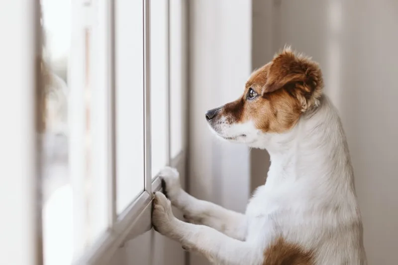 How to Train Your Dog to Be Left Alone