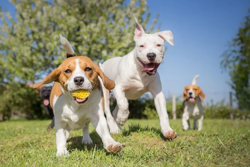 Bordetella in Dogs - What It Is & How To Prevent It