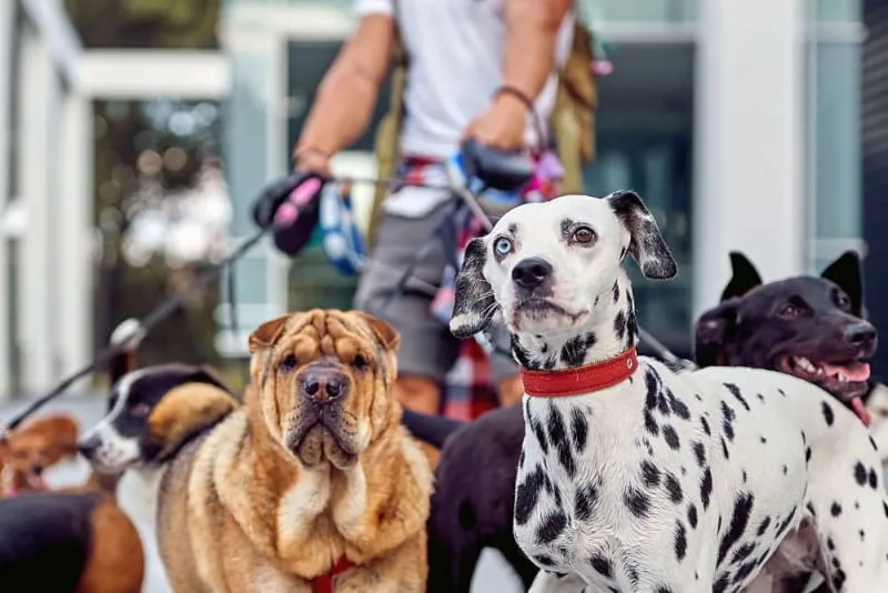 How to Choose the Right Boarding Option for a Dog