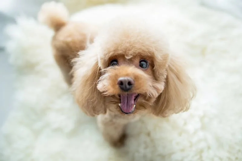 Common Dental Problems in Dogs & How They Can be Treated