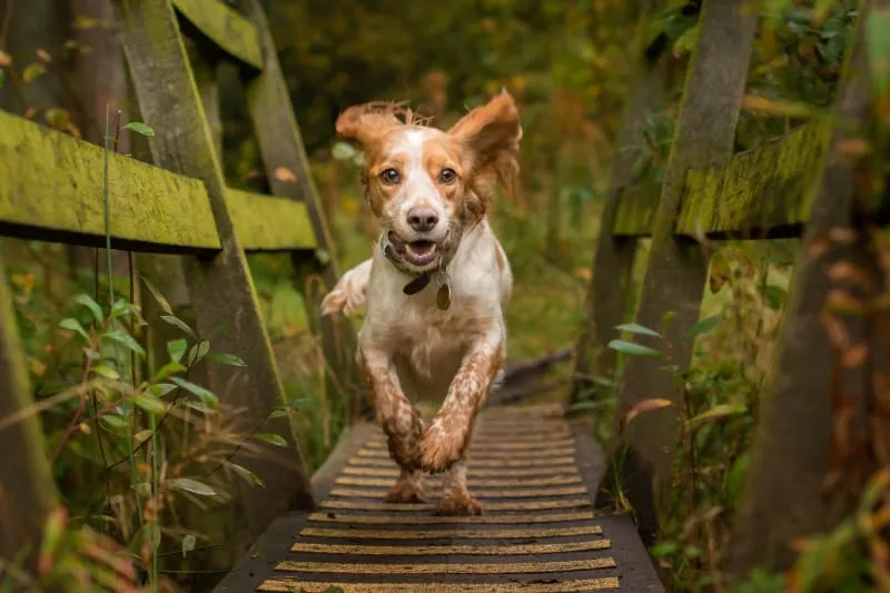 Spider Bites on Dogs