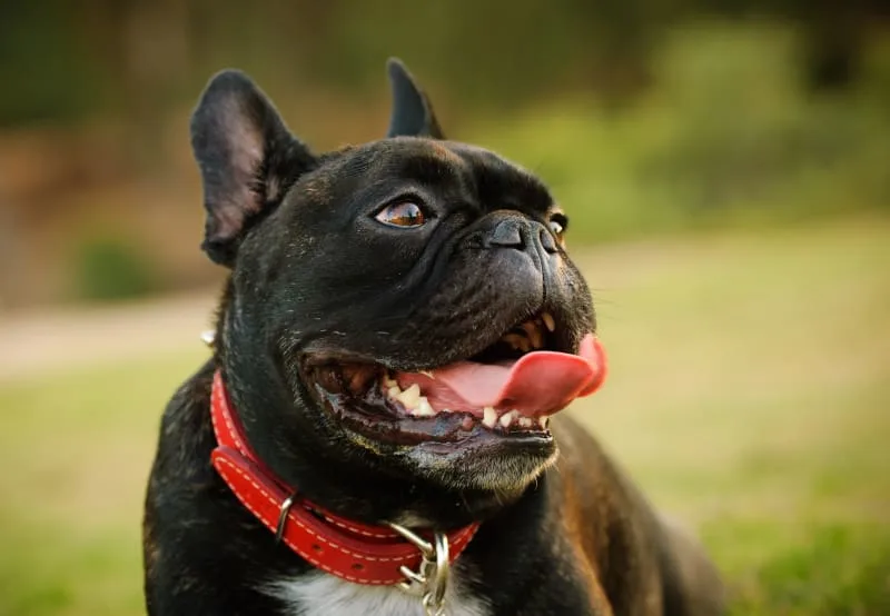 The Reality of Excessive Panting in Dogs