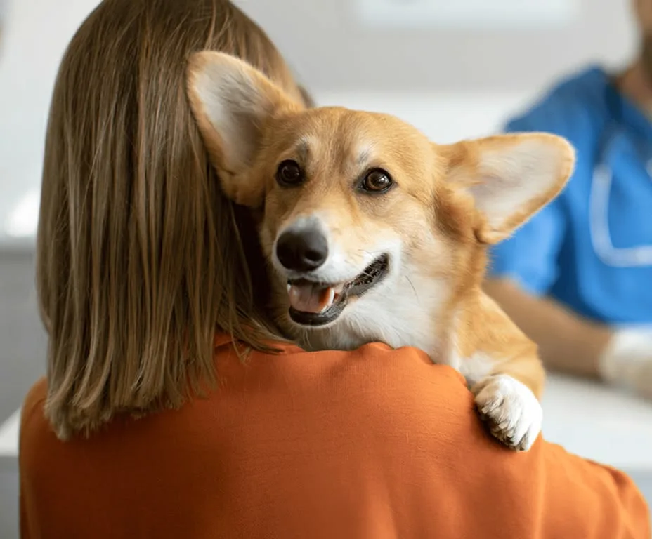 A person carries a happy Pembroke Welsh Corgi over their shoulder at a veterinary clinic, with a scrubs-clad vet nearby.