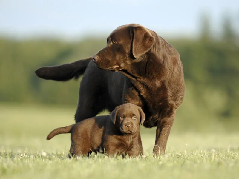 Why should I bother to get my dog vaccinated?
