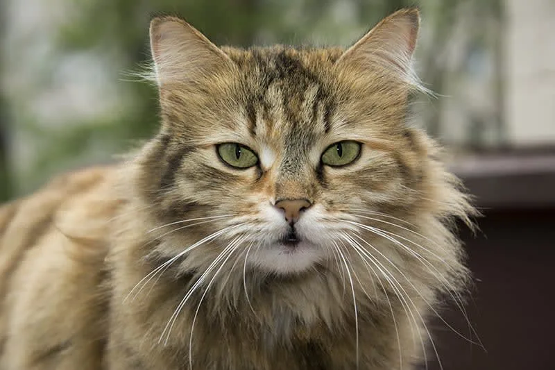 Urinary Tract Infections in Cats