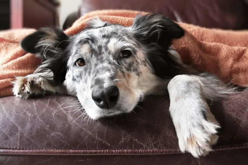 Types, Causes & Symptoms of Anemia in Dogs