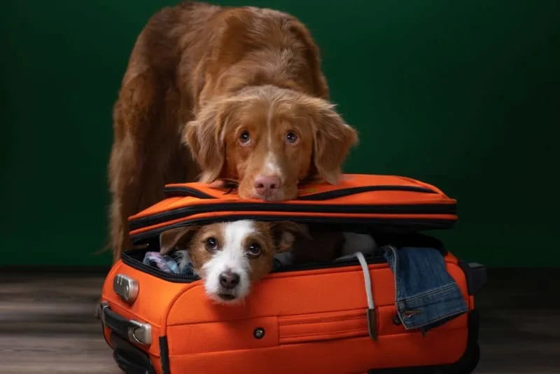 What is medical pet boarding?