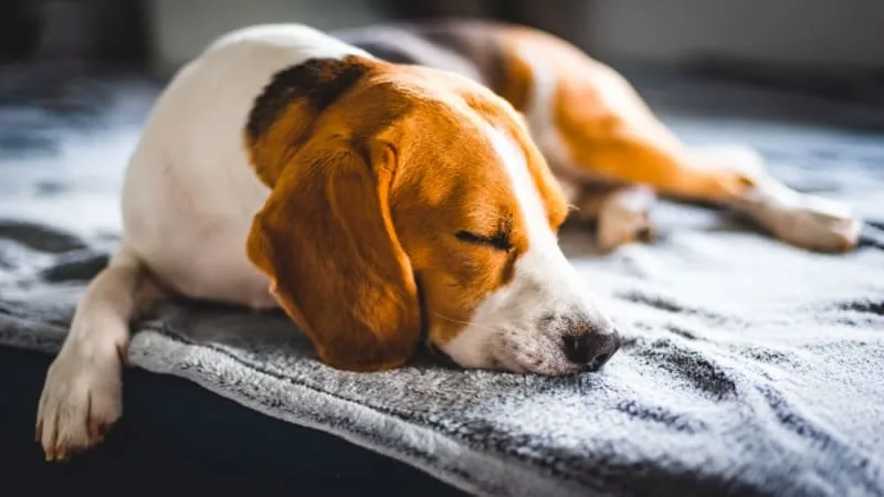Types of Anemia in Dogs
