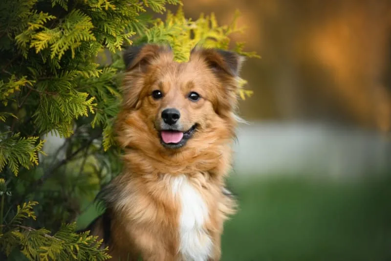 Why won't my dog stop shaking his head?