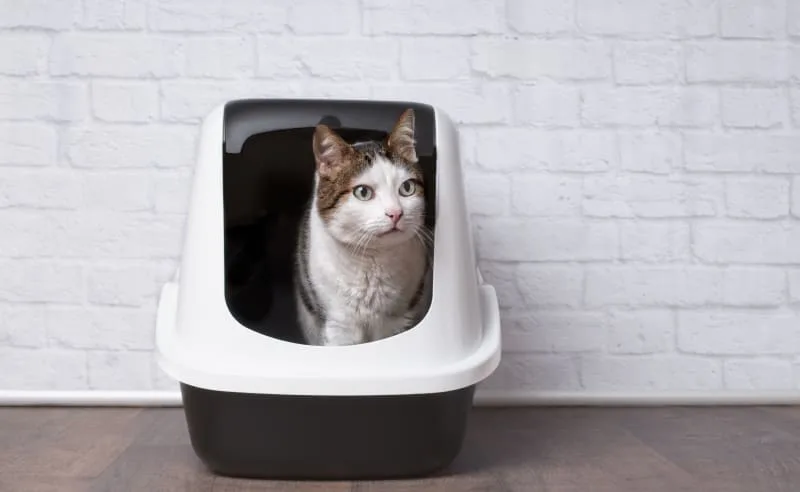 Urinary Tract Infections & Disease in Cats