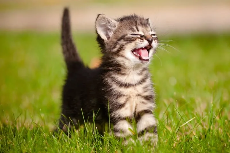 Kitten Age Chart: How to Tell How Old a Kitten Is?