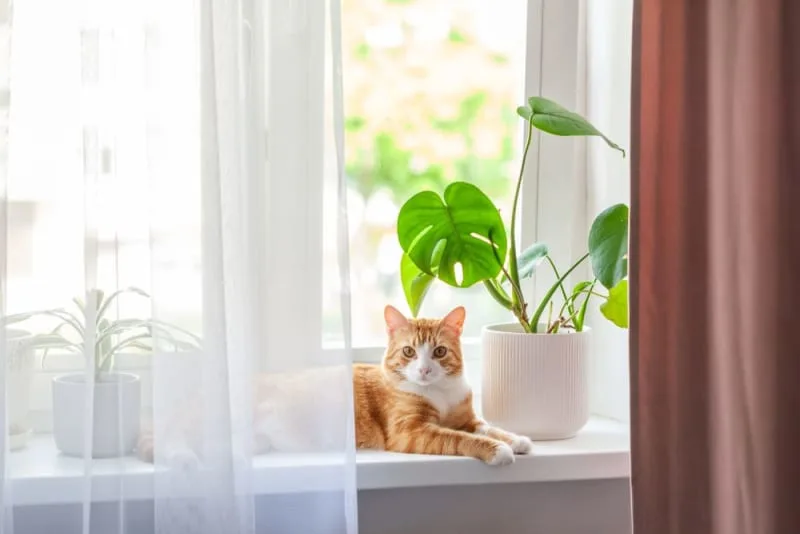 How Long Can You Leave a Cat Alone?