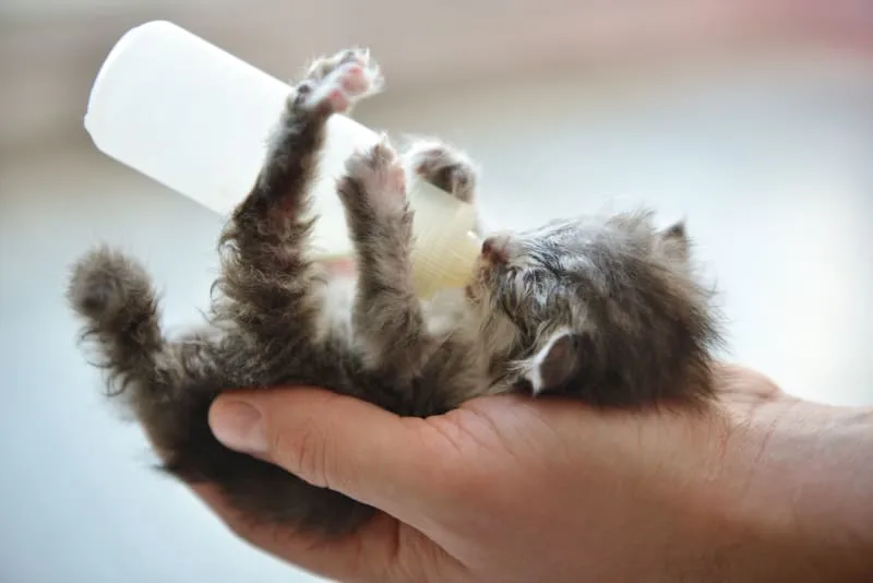 How to Take Care of a Kitten