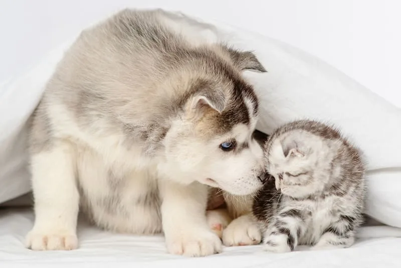 All About Spaying or Neutering Your Pet