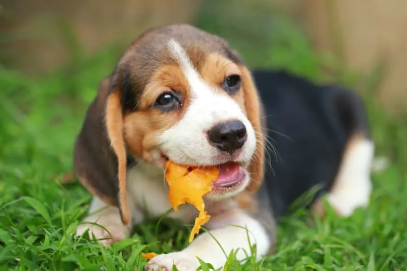 Which Fruits Can Dogs Eat?