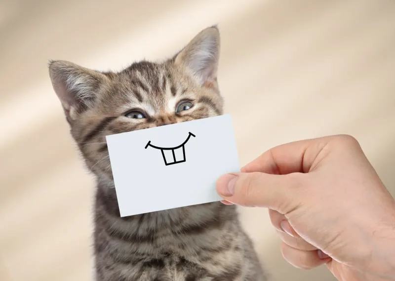 Signs, Causes & Treatment for Gingivitis in Cats
