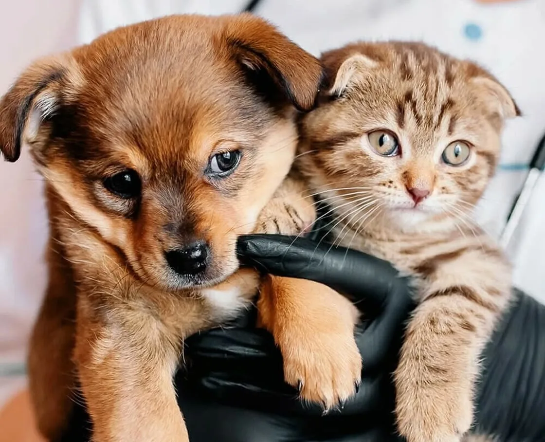 A person in black exam gloves and a white clinical coat holds a reddish-brown puppy and a tabby kitten together in a veterinary setting.