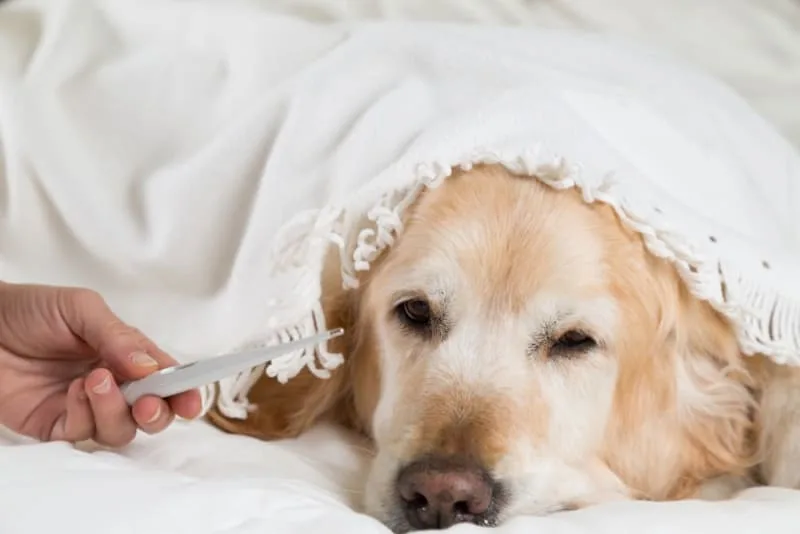 Fever in Dogs: Causes & Treatment