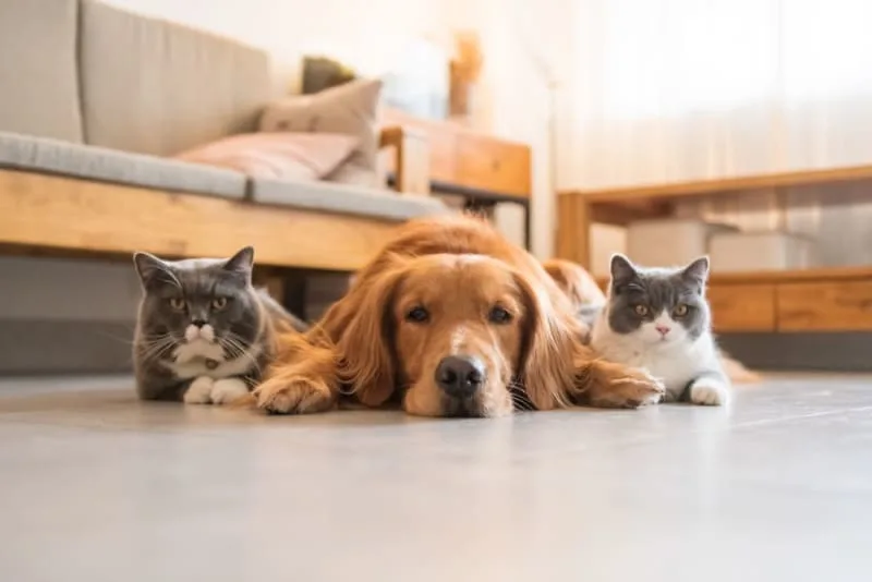 Why Does My Dog Need a Urinalysis?