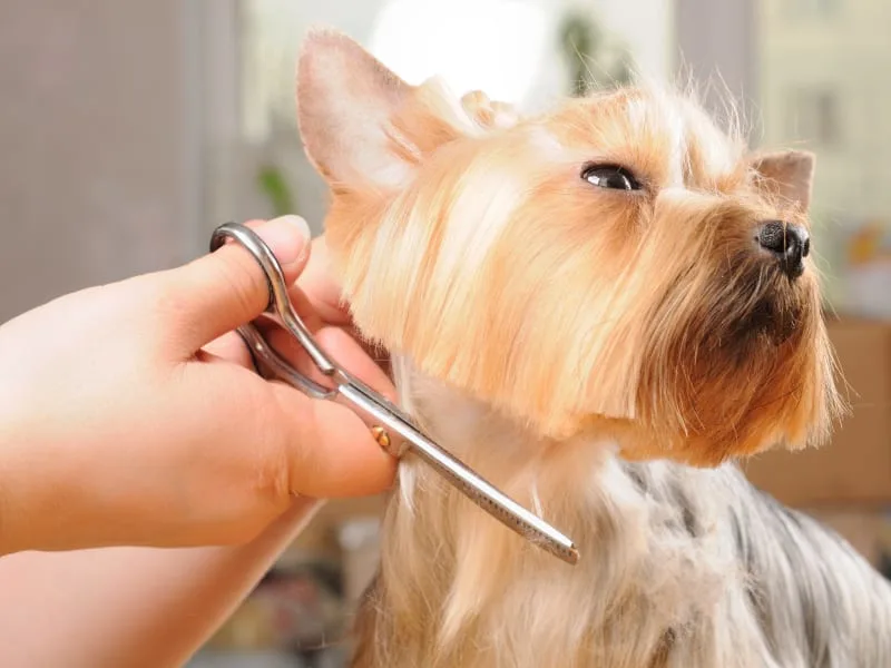 Grooming & Anxiety in Dogs: What to Do & How to Help