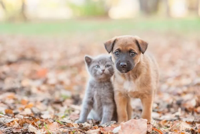 Puppy & Kitten: Are They a Good Match?